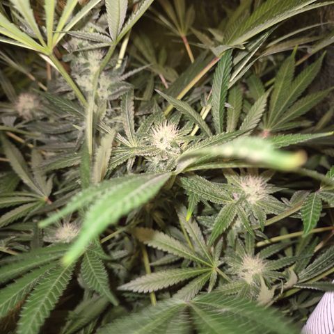 Karli - SHISKABERRY (auto) growlog timeline photo