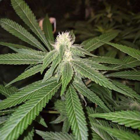 Kushi 😶‍🌫️(rest n. Teilernte/ critical kush, 9.1.24 🎁, Kümmerling) growlog timeline photo