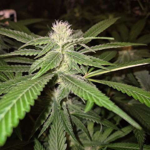 Kushi 😶‍🌫️(rest n. Teilernte/ critical kush, 9.1.24 🎁, Kümmerling) growlog timeline photo
