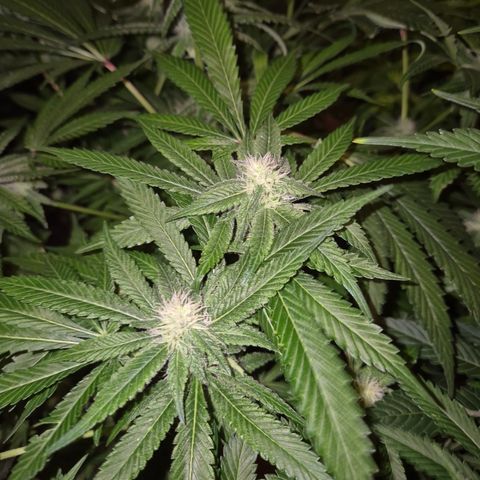 Kushi 😶‍🌫️(rest n. Teilernte/ critical kush, 9.1.24 🎁, Kümmerling) growlog timeline photo