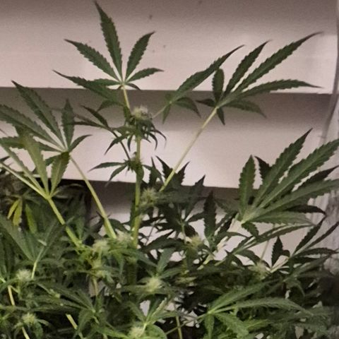 Runtzi Auto ♥️ Barney's Farm  growlog timeline photo