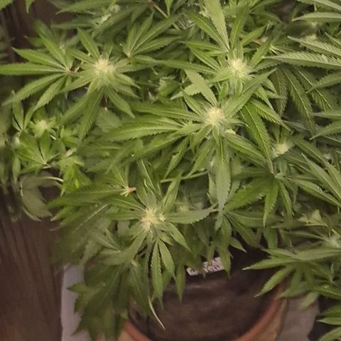 Kushi 😶‍🌫️(rest n. Teilernte/ critical kush, 9.1.24 🎁, Kümmerling) growlog timeline photo