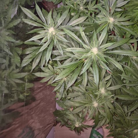 Kushi 😶‍🌫️(rest n. Teilernte/ critical kush, 9.1.24 🎁, Kümmerling) growlog timeline photo