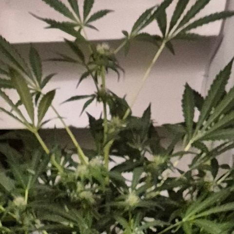 Runtzi Auto ♥️ Barney's Farm  growlog timeline photo