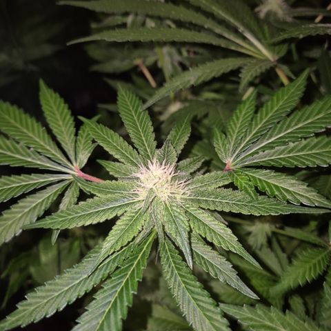 Kushi 😶‍🌫️(rest n. Teilernte/ critical kush, 9.1.24 🎁, Kümmerling) growlog timeline photo