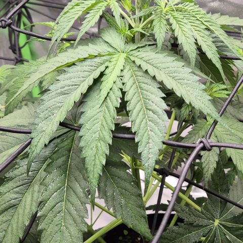 🌅Sherbi photo, blue sunset sherbert, Barneys farm  growlog timeline photo