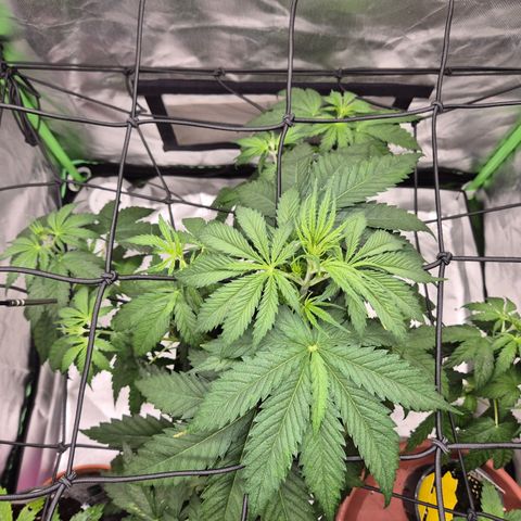 🌅Sherbi photo, blue sunset sherbert, Barneys farm  growlog timeline photo