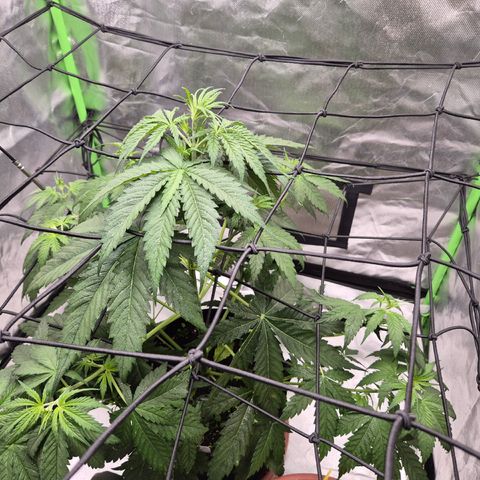 🌅Sherbi photo, blue sunset sherbert, Barneys farm  growlog timeline photo