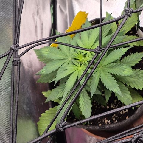 🌈 Zkittles auto🌈 growlog timeline photo