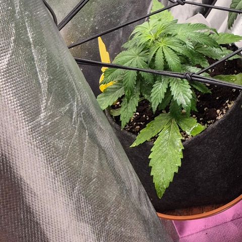 🌈 Zkittles auto🌈 growlog timeline photo
