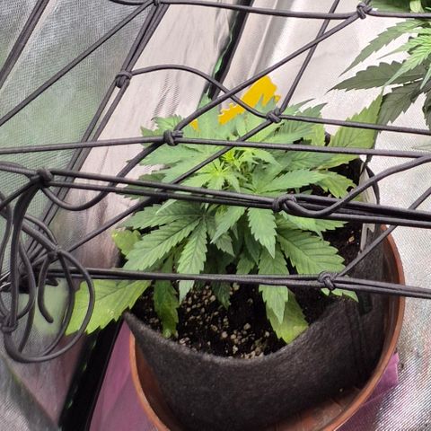 🌈 Zkittles auto🌈 growlog timeline photo