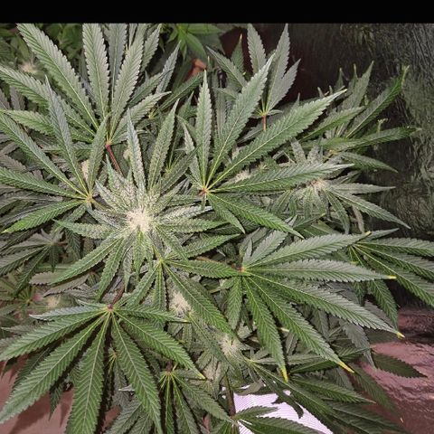 Karli - SHISKABERRY (auto) growlog timeline photo