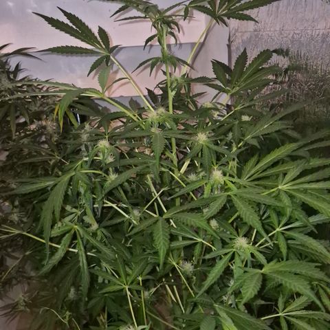 Runtzi Auto ♥️ Barney's Farm  growlog photo: Komisches Gewächs 😅 wenig Blüten bisher 
