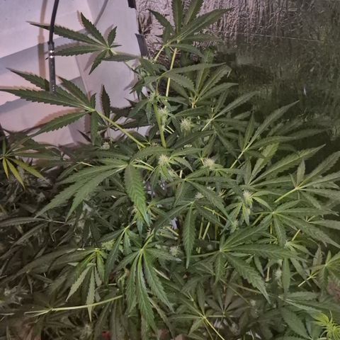 Runtzi Auto ♥️ Barney's Farm  growlog photo: Komisches Gewächs 😅 wenig Blüten bisher 