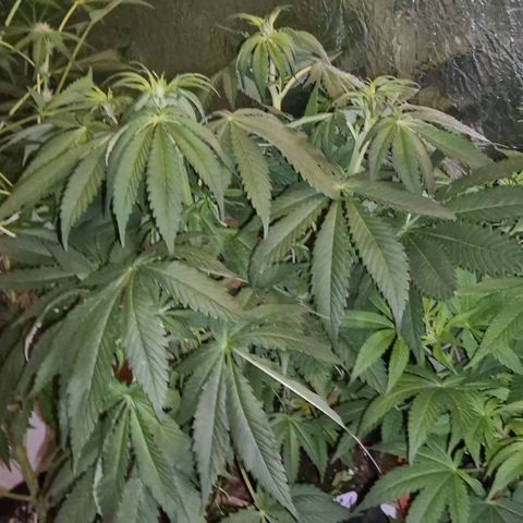 🍍Anna  #1 amnesia lemon  growlog timeline photo