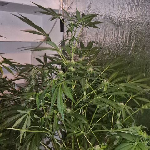 Runtzi Auto ♥️ Barney's Farm  growlog photo: Komisches Gewächs 😅 wenig Blüten bisher 