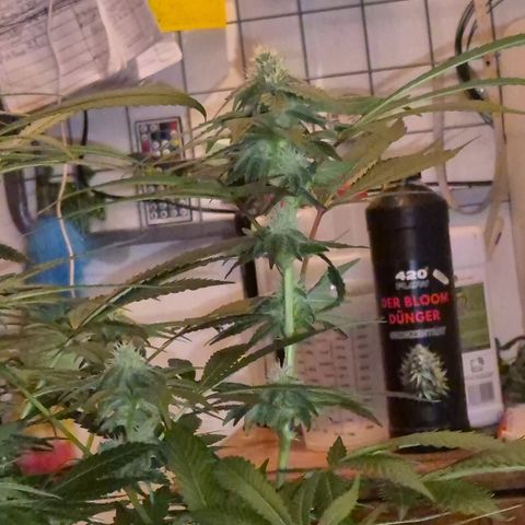 Kushi 😶‍🌫️(rest n. Teilernte/ critical kush, 9.1.24 🎁, Kümmerling) growlog photo: Gefällt mir!🤩