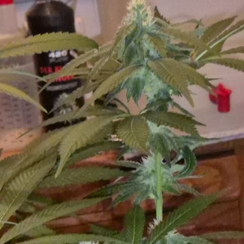 Kushi 😶‍🌫️(rest n. Teilernte/ critical kush, 9.1.24 🎁, Kümmerling) growlog photo: Gefällt mir!🤩