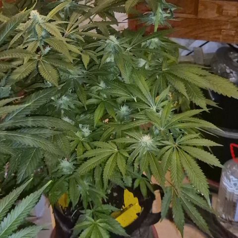 Kushi 😶‍🌫️(rest n. Teilernte/ critical kush, 9.1.24 🎁, Kümmerling) growlog photo: Gefällt mir!🤩