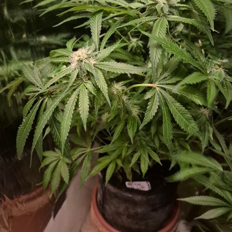 Kushi 😶‍🌫️(rest n. Teilernte/ critical kush, 9.1.24 🎁, Kümmerling) growlog timeline photo