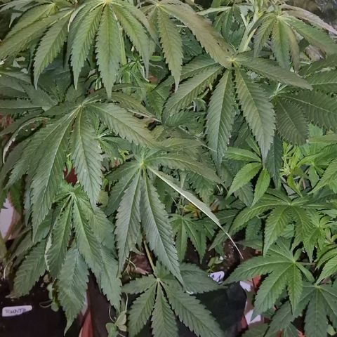 🍍Anna  #1 amnesia lemon  growlog timeline photo
