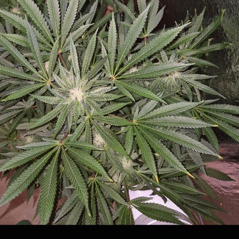 Kushi 😶‍🌫️(rest n. Teilernte/ critical kush, 9.1.24 🎁, Kümmerling) growlog timeline photo