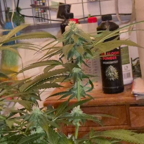 Kushi 😶‍🌫️(rest n. Teilernte/ critical kush, 9.1.24 🎁, Kümmerling) growlog photo: Gefällt mir!🤩