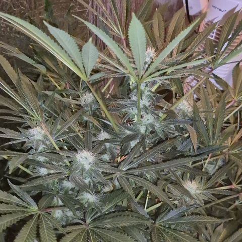 Karli - SHISKABERRY (auto) growlog timeline photo