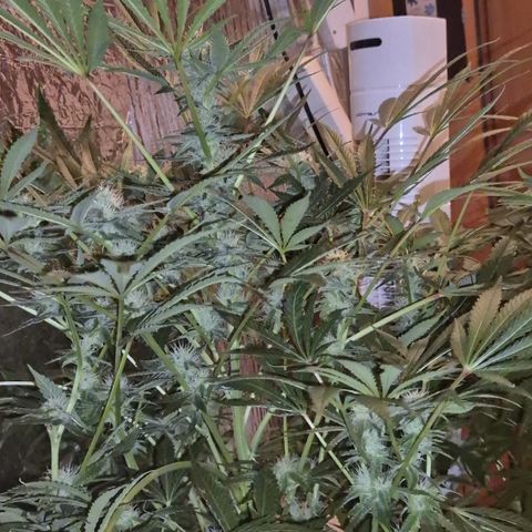Karli - SHISKABERRY (auto) growlog timeline photo