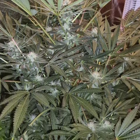 Karli - SHISKABERRY (auto) growlog timeline photo
