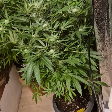 Karli - SHISKABERRY (auto) growlog timeline photo