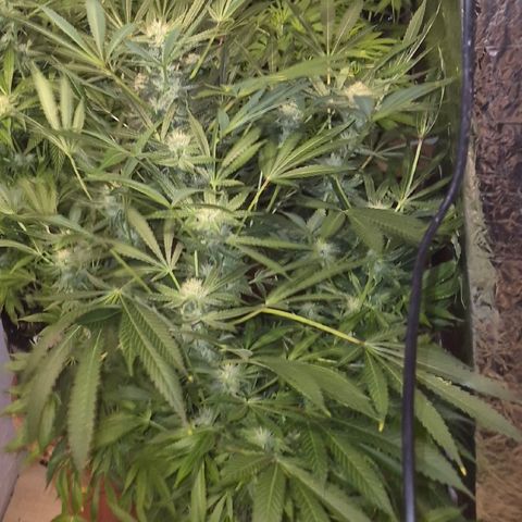 Karli - SHISKABERRY (auto) growlog timeline photo