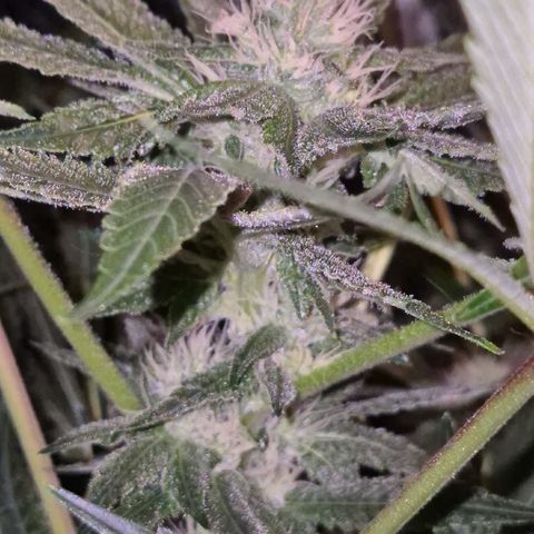 Karli - SHISKABERRY (auto) growlog timeline photo