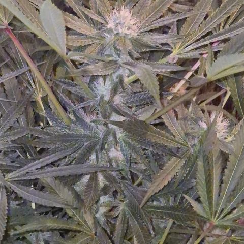 Karli - SHISKABERRY (auto) growlog timeline photo