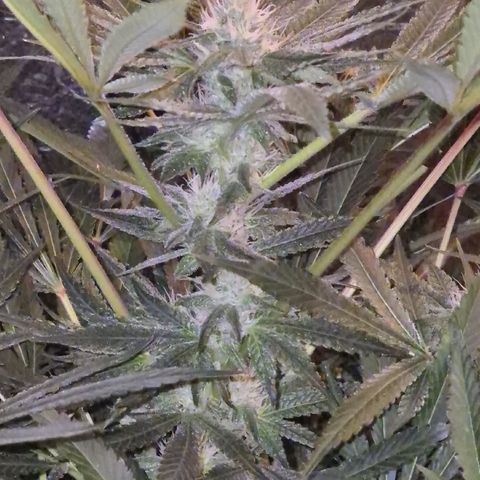 Karli - SHISKABERRY (auto) growlog timeline photo