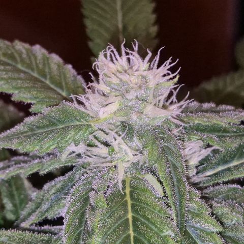 Kushi 😶‍🌫️(rest n. Teilernte/ critical kush, 9.1.24 🎁, Kümmerling) growlog timeline photo