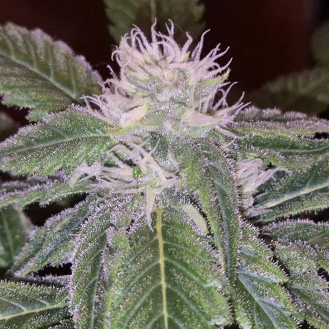 Kushi 😶‍🌫️(rest n. Teilernte/ critical kush, 9.1.24 🎁, Kümmerling) growlog timeline photo