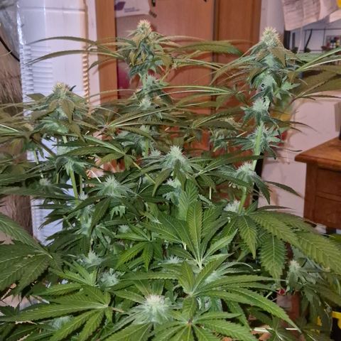 Kushi 😶‍🌫️(rest n. Teilernte/ critical kush, 9.1.24 🎁, Kümmerling) growlog timeline photo