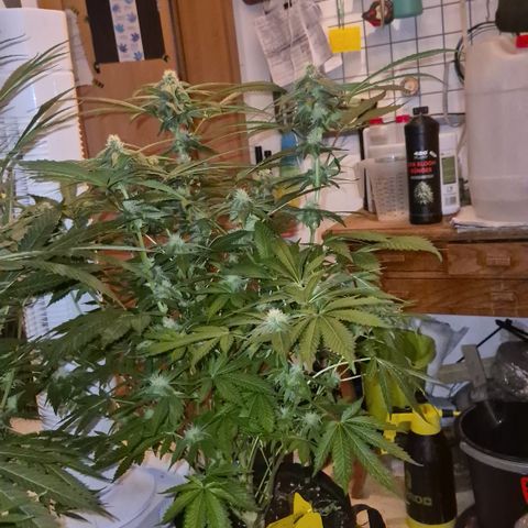 Kushi 😶‍🌫️(rest n. Teilernte/ critical kush, 9.1.24 🎁, Kümmerling) growlog timeline photo