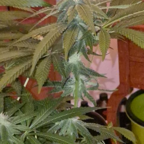 Kushi 😶‍🌫️(rest n. Teilernte/ critical kush, 9.1.24 🎁, Kümmerling) growlog timeline photo