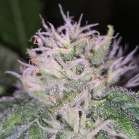Kushi 😶‍🌫️(rest n. Teilernte/ critical kush, 9.1.24 🎁, Kümmerling) growlog timeline photo