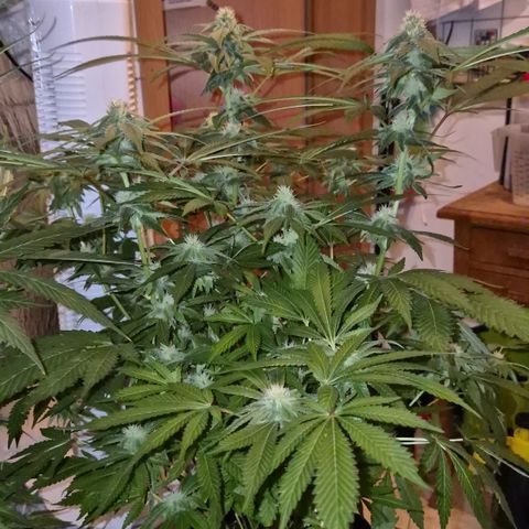 Kushi 😶‍🌫️(rest n. Teilernte/ critical kush, 9.1.24 🎁, Kümmerling) growlog timeline photo