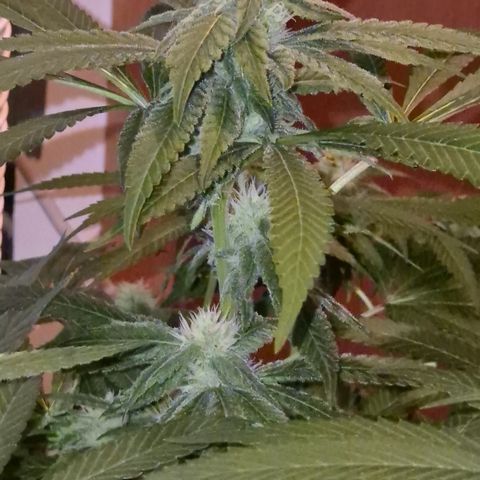 Kushi 😶‍🌫️(rest n. Teilernte/ critical kush, 9.1.24 🎁, Kümmerling) growlog timeline photo