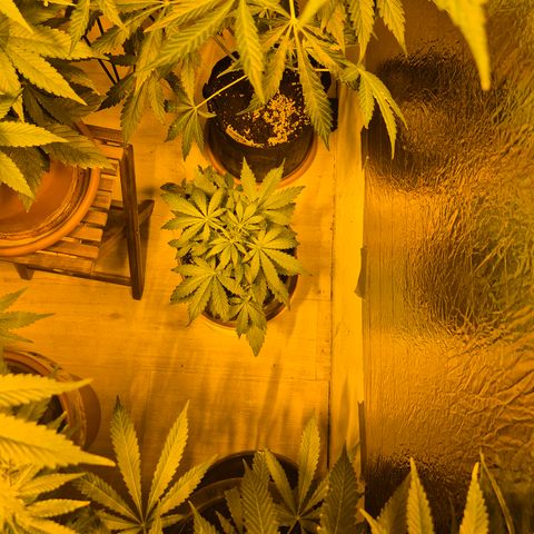 🌈 Zkittles auto🌈 growlog timeline photo