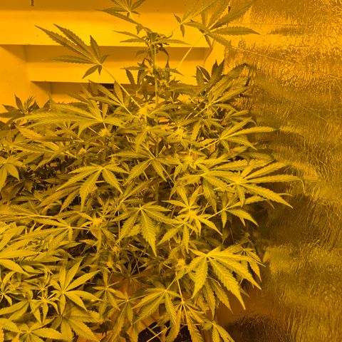 Runtzi Auto ♥️ Barney's Farm  growlog timeline photo