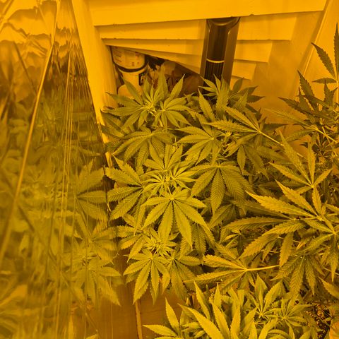 🍍Anna  #1 amnesia lemon  growlog timeline photo