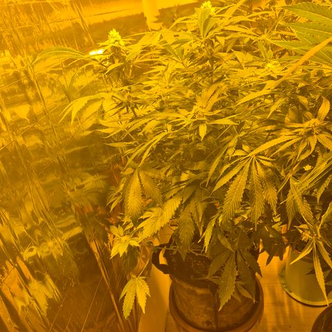 Kushi 😶‍🌫️(rest n. Teilernte/ critical kush, 9.1.24 🎁, Kümmerling) growlog timeline photo