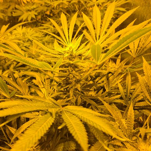 Karli - SHISKABERRY (auto) growlog timeline photo