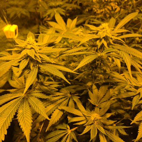 Kushi 😶‍🌫️(rest n. Teilernte/ critical kush, 9.1.24 🎁, Kümmerling) growlog timeline photo