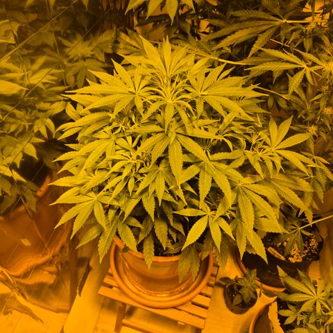 Mimosa evo Photo ♥️ Barney's Farm  growlog timeline photo